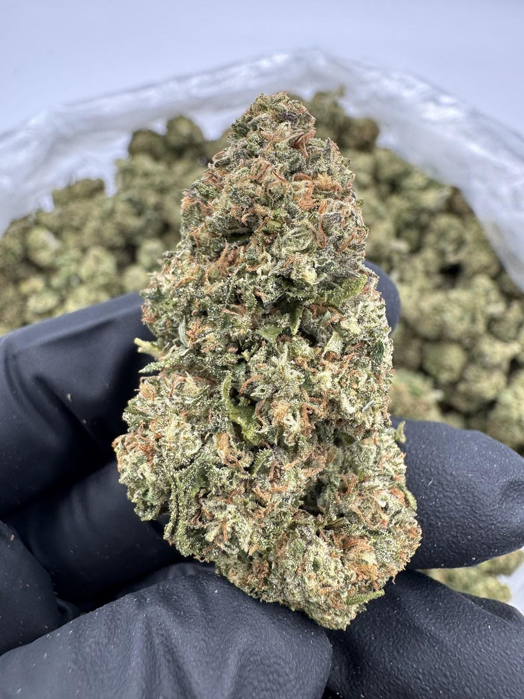 Candy Gas - Value Hybrid- Online Exclusive!