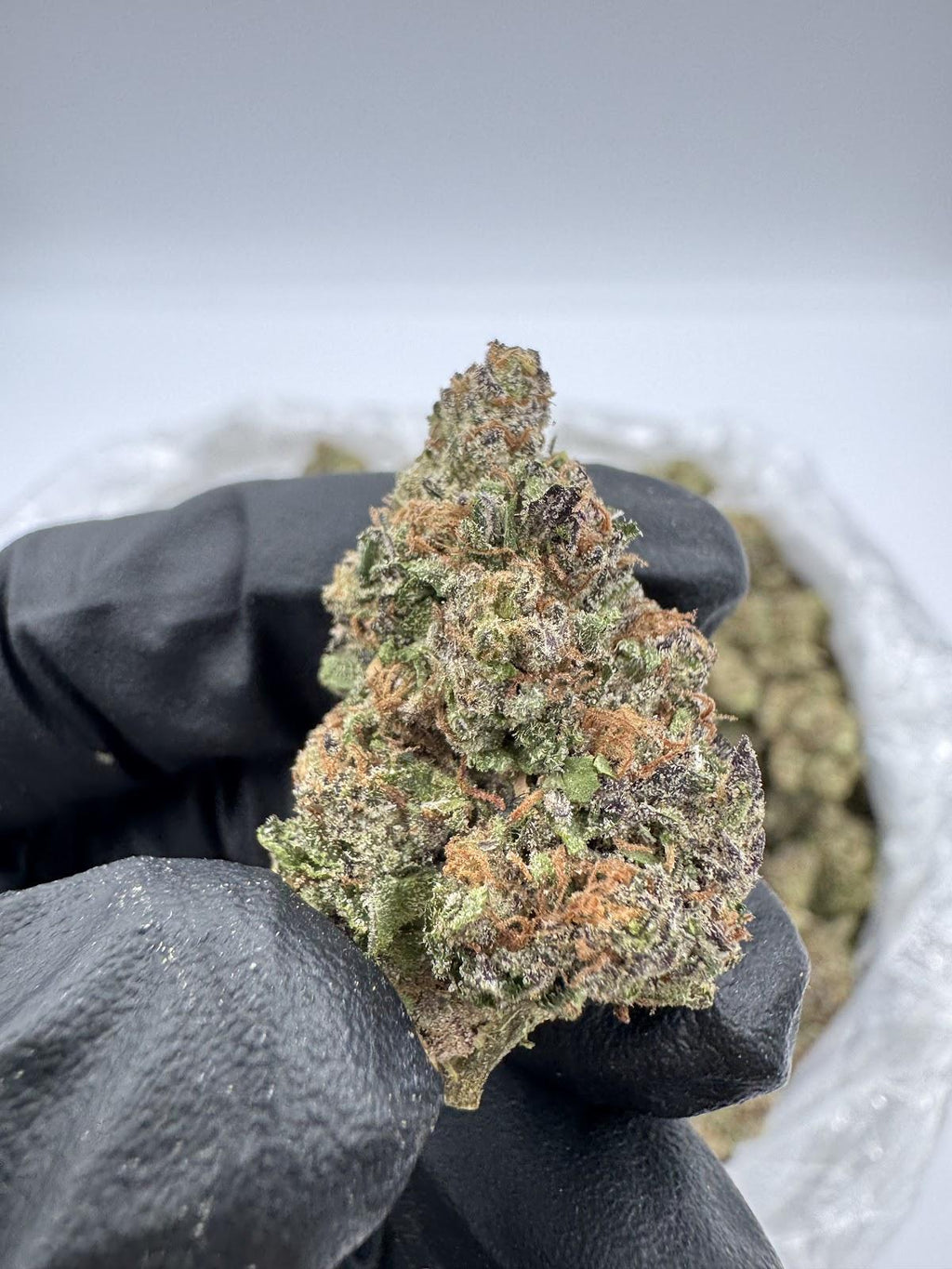 Gush Mintz - Value Indica- Online Exclusive!