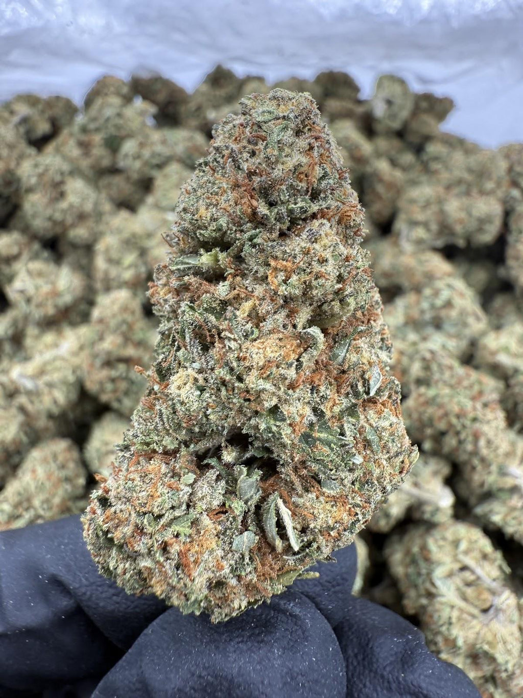 Illemonatti - Value Sativa- Online Exclusive!